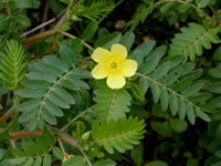 Tribulus terrestris